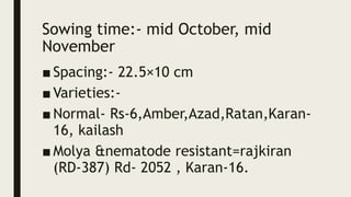 Sowing time:- mid October, mid
November
■ Spacing:- 22.5×10 cm
■ Varieties:-
■ Normal- Rs-6,Amber,Azad,Ratan,Karan-
16, kailash
■ Molya &nematode resistant=rajkiran
(RD-387) Rd- 2052 , Karan-16.
 