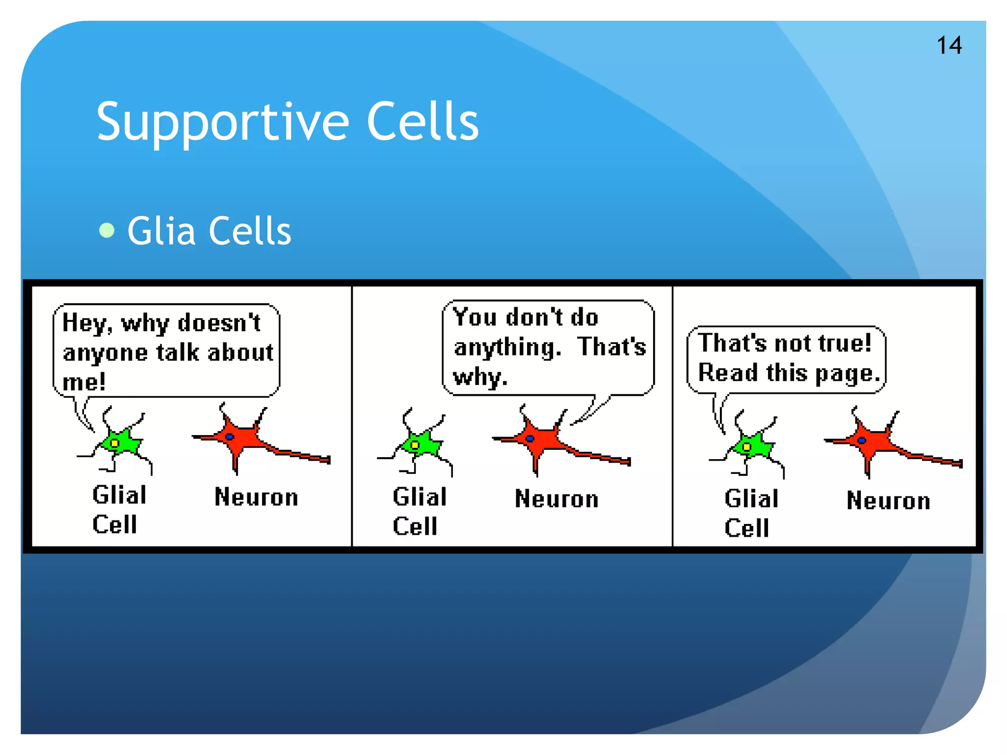 Supportive Cells 
 Glia Cells 
14 
 