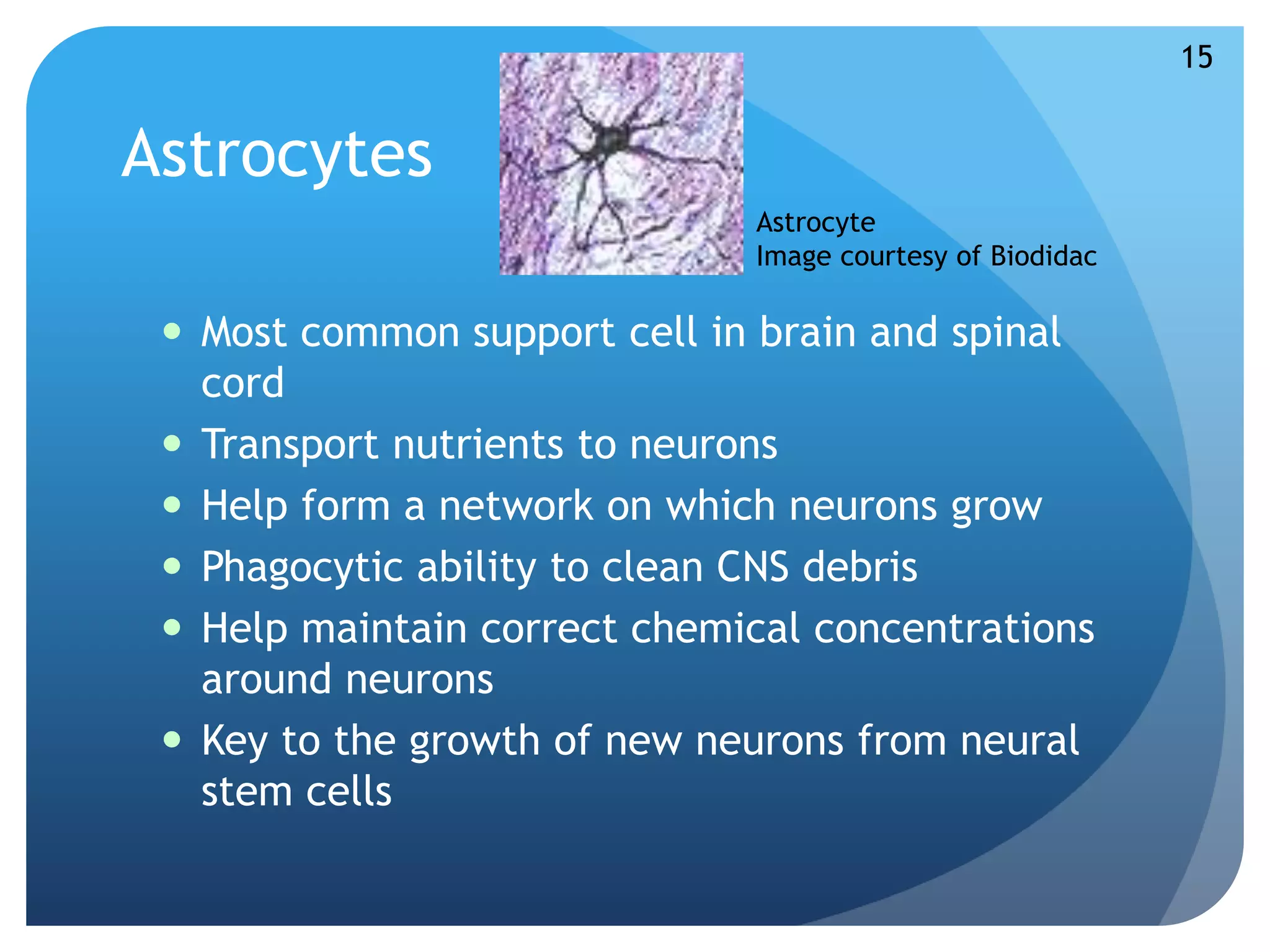 Astrocytes 
 Most common support cell in brain and spinal 
cord 
 Transport nutrients to neurons 
 Help form a network on which neurons grow 
 Phagocytic ability to clean CNS debris 
 Help maintain correct chemical concentrations 
around neurons 
 Key to the growth of new neurons from neural 
stem cells 
Astrocyte 
Image courtesy of Biodidac 
15 
 