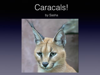 Caracals!
by Sasha
 