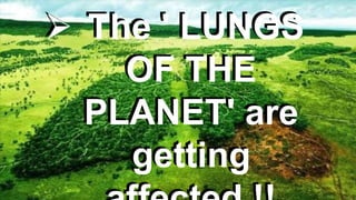  The ' LUNGS
OF THE
PLANET' are
getting
 The ' LUNGS
OF THE
PLANET' are
getting
 