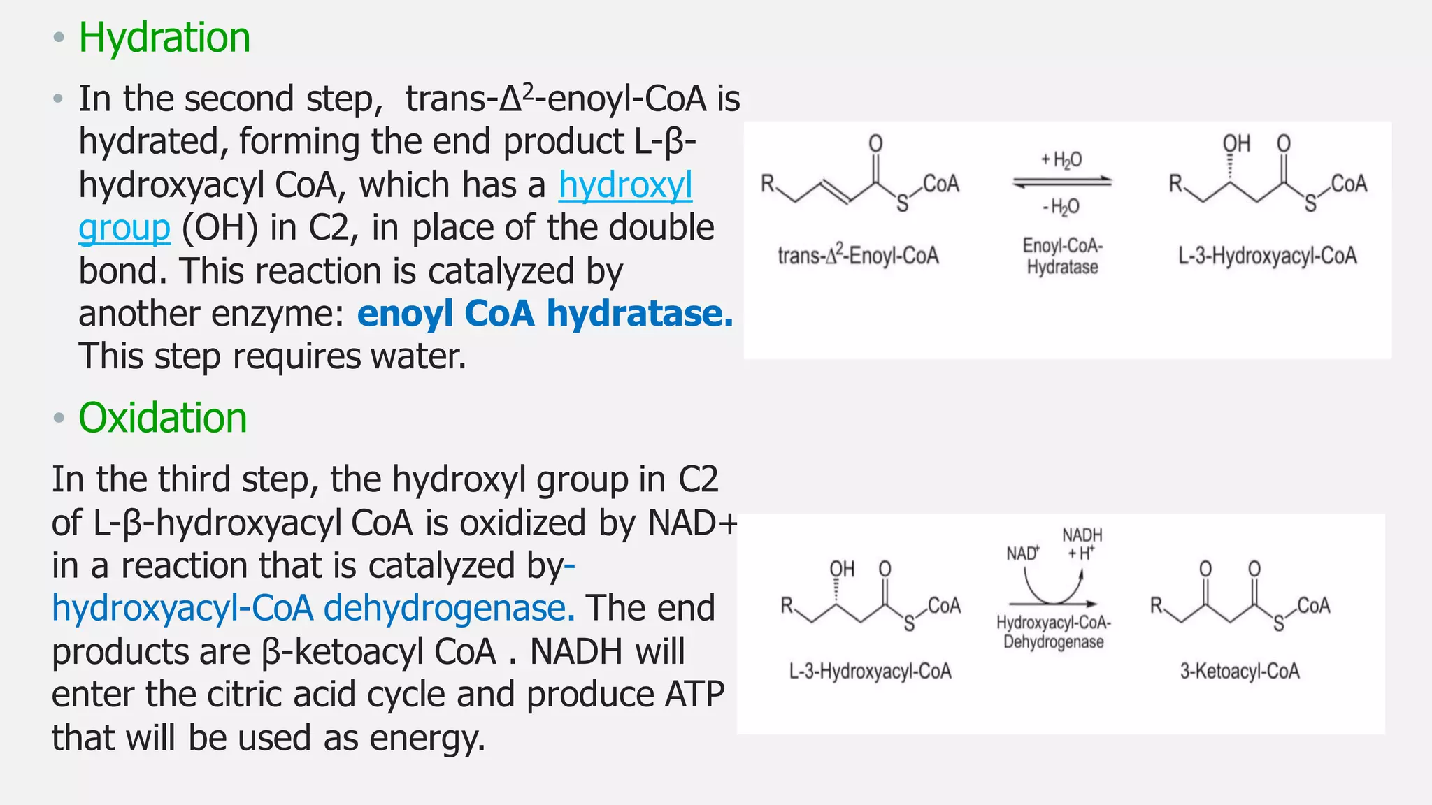 beta oxidation of fatty acids | PDF