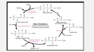 beta oxidation of fatty acids | PDF