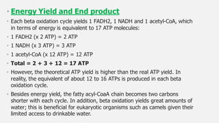 beta oxidation of fatty acids | PDF