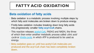 beta oxidation of fatty acids | PDF