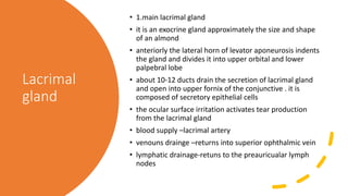 lacrimal gland