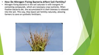 NITROGEN FIXATION SOIL AND AGRICULTURAL MICROBIOLOGY | PDF