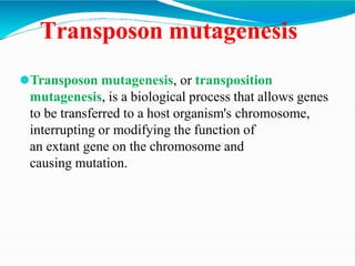 Transposon mutagenesis
⚫Transposon mutagenesis, or transposition
mutagenesis, is a biological process that allows genes
to be transferred to a host organism's chromosome,
interrupting or modifying the function of
an extant gene on the chromosome and
causing mutation.
 