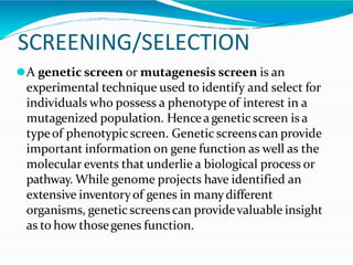 SCREENING/SELECTION
⚫A genetic screen or mutagenesis screen is an
experimental technique used to identify and select for
individuals who possess a phenotype of interest in a
mutagenized population. Henceagenetic screen is a
typeof phenotypicscreen. Genetic screenscan provide
important information on gene function as well as the
molecular events that underlie a biological process or
pathway. While genome projects have identified an
extensive inventoryof genes in manydifferent
organisms, genetic screenscan providevaluable insight
as to how thosegenes function.
 