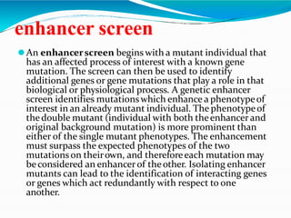 enhancer screen
⚫An enhancerscreen begins with a mutant individual that
has an affected process of interest with a known gene
mutation. The screen can then be used to identify
additional genes or gene mutations that play a role in that
biological or physiological process. A genetic enhancer
screen identifies mutationswhich enhance a phenotypeof
interest in an already mutant individual. The phenotypeof
thedouble mutant (individual with both theenhancer and
original background mutation) is more prominent than
either of the single mutant phenotypes. The enhancement
must surpass the expected phenotypes of the two
mutationson theirown, and thereforeeach mutation may
be considered an enhancerof theother. Isolating enhancer
mutants can lead to the identification of interacting genes
or genes which act redundantly with respect to one
another.
 
