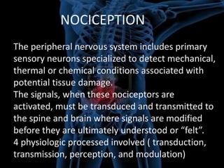 NOCICEPTION
The peripheral nervous system includes primary
sensory neurons specialized to detect mechanical,
thermal or chemical conditions associated with
potential tissue damage.
The signals, when these nociceptors are
activated, must be transduced and transmitted to
the spine and brain where signals are modified
before they are ultimately understood or “felt”.
4 physiologic processed involved ( transduction,
transmission, perception, and modulation)

 