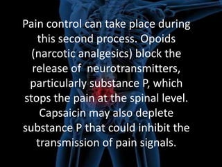 Pain control can take place during
this second process. Opoids
(narcotic analgesics) block the
release of neurotransmitters,
particularly substance P, which
stops the pain at the spinal level.
Capsaicin may also deplete
substance P that could inhibit the
transmission of pain signals.

 