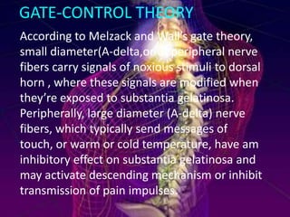 GATE-CONTROL THEORY
According to Melzack and Wall’s gate theory,
small diameter(A-delta,or C) peripheral nerve
fibers carry signals of noxious stimuli to dorsal
horn , where these signals are modified when
they’re exposed to substantia gelatinosa.
Peripherally, large diameter (A-delta) nerve
fibers, which typically send messages of
touch, or warm or cold temperature, have am
inhibitory effect on substantia gelatinosa and
may activate descending mechanism or inhibit
transmission of pain impulses.

 
