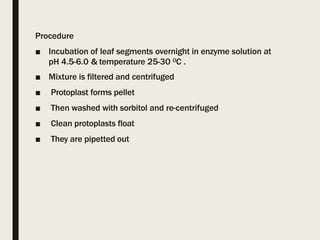 Procedure
■ Incubation of leaf segments overnight in enzyme solution at
pH 4.5-6.0 & temperature 25-30 0C .
■ Mixture is filtered and centrifuged
■ Protoplast forms pellet
■ Then washed with sorbitol and re-centrifuged
■ Clean protoplasts float
■ They are pipetted out
 