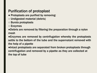 Purification of protoplast
● Protoplasts are purified by removing:
○ Undigested material (debris)
○ Bursts protoplasts
○ Enzymes
●Debris are removed by filtering the preparation through a nylon
mesh
●Enzymes are removed by centrifugation whereby the protoplasts
settle to the bottom of the tube and the supernatant removed with
the help of a pipette
●Intact protoplasts are separated from broken protoplasts through
centrifugation and removed by a pipette as they are collected at
the top of tube
 