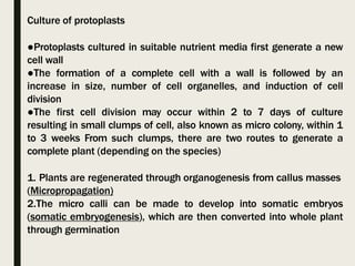Culture of protoplasts
●Protoplasts cultured in suitable nutrient media first generate a new
cell wall
●The formation of a complete cell with a wall is followed by an
increase in size, number of cell organelles, and induction of cell
division
●The first cell division may occur within 2 to 7 days of culture
resulting in small clumps of cell, also known as micro colony, within 1
to 3 weeks From such clumps, there are two routes to generate a
complete plant (depending on the species)
1. Plants are regenerated through organogenesis from callus masses
(Micropropagation)
2.The micro calli can be made to develop into somatic embryos
(somatic embryogenesis), which are then converted into whole plant
through germination
 