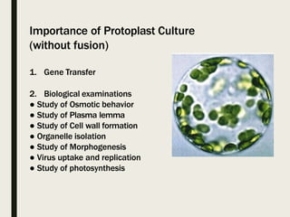 Importance of Protoplast Culture
(without fusion)
1. Gene Transfer
2. Biological examinations
● Study of Osmotic behavior
● Study of Plasma lemma
● Study of Cell wall formation
● Organelle isolation
● Study of Morphogenesis
● Virus uptake and replication
● Study of photosynthesis
 