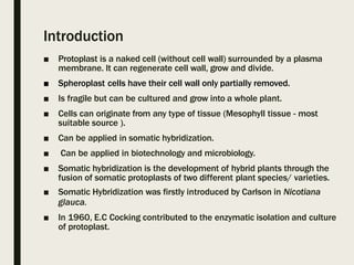 Introduction
■ Protoplast is a naked cell (without cell wall) surrounded by a plasma
membrane. It can regenerate cell wall, grow and divide.
■ Spheroplast cells have their cell wall only partially removed.
■ Is fragile but can be cultured and grow into a whole plant.
■ Cells can originate from any type of tissue (Mesophyll tissue - most
suitable source ).
■ Can be applied in somatic hybridization.
■ Can be applied in biotechnology and microbiology.
■ Somatic hybridization is the development of hybrid plants through the
fusion of somatic protoplasts of two different plant species/ varieties.
■ Somatic Hybridization was firstly introduced by Carlson in Nicotiana
glauca.
■ In 1960, E.C Cocking contributed to the enzymatic isolation and culture
of protoplast.
 