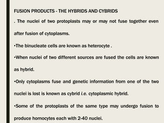 FUSION PRODUCTS - THE HYBRIDS AND CYBRIDS
. The nuclei of two protoplasts may or may not fuse together even
after fusion of cytoplasms.
•The binucleate cells are known as heterocyte .
•When nuclei of two different sources are fused the cells are known
as hybrid.
•Only cytoplasms fuse and genetic information from one of the two
nuclei is lost is known as cybrid i.e. cytoplasmic hybrid.
•Some of the protoplasts of the same type may undergo fusion to
produce homocytes each with 2-40 nuclei.
 