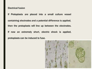 Electrical fusion
If Protoplasts are placed into a small culture vessel
containing electrodes and a potential difference is applied,
then the protoplasts will line up between the electrodes.
If now an extremely short, electric shock is applied,
protoplasts can be induced to fuse.
 