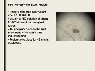PEG (Polyethylene glycol) Fusion
●It has a high molecular weight
about 1500-6000.
●Usually a PEG solution of about
28-50% is used for protoplast
fusion.
●This polymer binds to the lipid
membrane of cells and thus
induces fusion
●Fusion takes place for 45 min in
incubation .
 