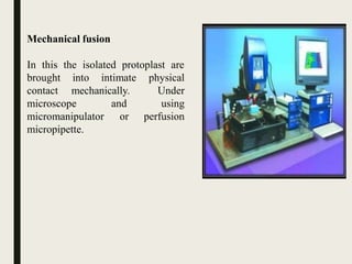 Mechanical fusion
In this the isolated protoplast are
brought into intimate
contact mechanically.
physical
Under
and using
or perfusion
microscope
micromanipulator
micropipette.
 