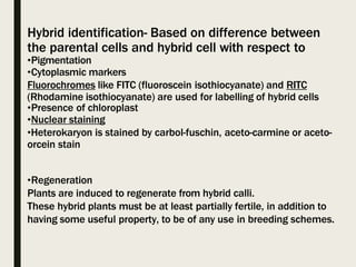 Hybrid identification- Based on difference between
the parental cells and hybrid cell with respect to
•Pigmentation
•Cytoplasmic markers
Fluorochromes like FITC (fluoroscein isothiocyanate) and RITC
(Rhodamine isothiocyanate) are used for labelling of hybrid cells
•Presence of chloroplast
•Nuclear staining
•Heterokaryon is stained by carbol-fuschin, aceto-carmine or aceto-
orcein stain
•Regeneration
Plants are induced to regenerate from hybrid calli.
These hybrid plants must be at least partially fertile, in addition to
having some useful property, to be of any use in breeding schemes.
 