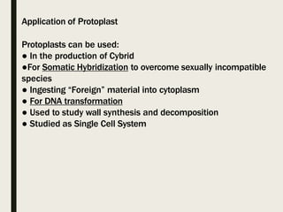 Application of Protoplast
Protoplasts can be used:
● In the production of Cybrid
●For Somatic Hybridization to overcome sexually incompatible
species
● Ingesting “Foreign” material into cytoplasm
● For DNA transformation
● Used to study wall synthesis and decomposition
● Studied as Single Cell System
 