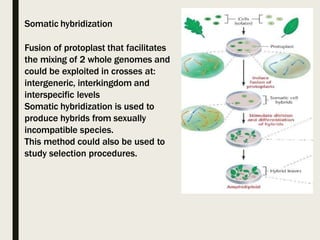 Somatic hybridization
Fusion of protoplast that facilitates
the mixing of 2 whole genomes and
could be exploited in crosses at:
intergeneric, interkingdom and
interspecific levels
Somatic hybridization is used to
produce hybrids from sexually
incompatible species.
This method could also be used to
study selection procedures.
 