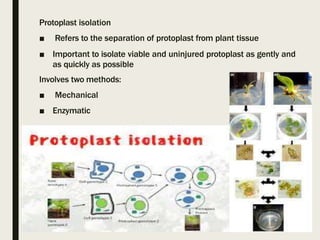 Protoplast isolation
■ Refers to the separation of protoplast from plant tissue
■ Important to isolate viable and uninjured protoplast as gently and
as quickly as possible
Involves two methods:
■ Mechanical
■ Enzymatic
 