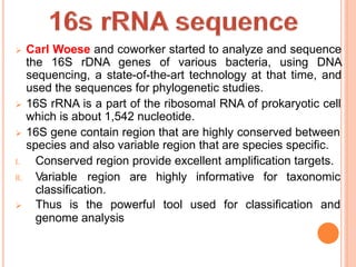  Carl Woese and coworker started to analyze and sequence
the 16S rDNA genes of various bacteria, using DNA
sequencing, a state-of-the-art technology at that time, and
used the sequences for phylogenetic studies.
 16S rRNA is a part of the ribosomal RNA of prokaryotic cell
which is about 1,542 nucleotide.
 16S gene contain region that are highly conserved between
species and also variable region that are species specific.
I. Conserved region provide excellent amplification targets.
II. Variable region are highly informative for taxonomic
classification.
 Thus is the powerful tool used for classification and
genome analysis
 