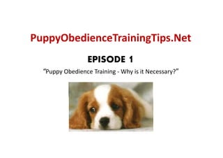 PuppyObedienceTrainingTips.Net
  ppy                g p
                  EPISODE 1
  “Puppy Obedience Training ‐ Why is it Necessary?”
 