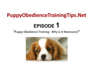 PuppyObedienceTrainingTips.Net EPISODE 1“Puppy Obedience Training - Why is it Necessary?” 