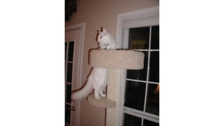 Kim Dunbar presentation