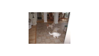 Kim Dunbar presentation