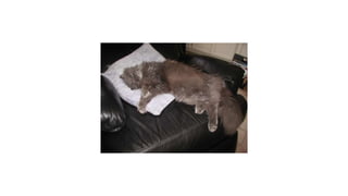 Kim Dunbar presentation