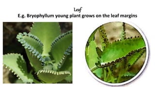 Leaf
E.g. Bryophyllum young plant grows on the leaf margins
 