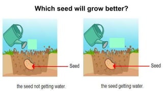 Which seed will grow better?
 