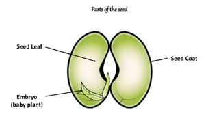 Parts of the seed
Seed Leaf
Seed Coat
Embryo
(baby plant)
 