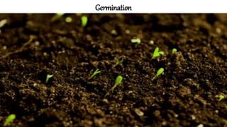 Germination
 