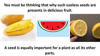 You must be thinking that why such useless seeds are
presents in delicious fruit.
A seed is equally important for a plant as all its other
parts.
 