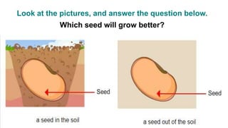 Look at the pictures, and answer the question below.
Which seed will grow better?
 