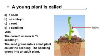 • A young plant is called _________.
a) a seed
b) an embryo
c) a root
d) a seedling
Ans.
The correct answer is "a
seedling”.
The seed grows into a small plant
called the seedling. The seedling
grows into an adult plant.
 