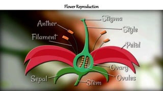 Flower Reproduction
 