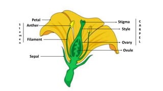 Petal
Anther
Filament
S
t
a
m
e
n
Sepal
Stigma
Style
Ovary
Ovule
C
A
R
P
E
L
 