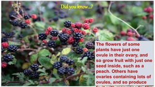 Did you know…?
The flowers of some
plants have just one
ovule in their ovary, and
so grow fruit with just one
seed inside, such as a
peach. Others have
ovaries containing lots of
ovules, and so produce
 