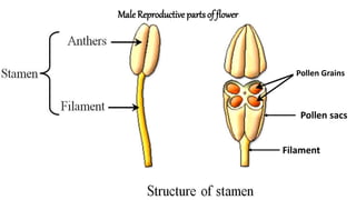 Pollen Grains
Pollen sacs
Filament
Male Reproductive partsof flower
 