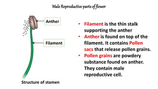 Male Reproductive partsof flower
Structure of stamen
Anther
Filament
• Filament is the thin stalk
supporting the anther
• Anther is found on top of the
filament. It contains Pollen
sacs that release pollen grains.
• Pollen grains are powdery
substance found on anther.
They contain male
reproductive cell.
 