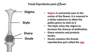 Female Reproductive parts of flower
Stigma
Style
Ovary
Ovule
• Stigma is commonly seen in the
centre of the flower. It is covered in
a sticky substance to allow the
pollen grains to stick to it
• The Style raises the stigma to
increase the chances of pollination.
• Ovary contains and protects
ovules.
• Ovules contains the female
reproductive part called the egg.
 