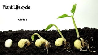 Plant Life cycle
Grade 5
 